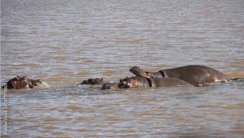 a group of hippos are wading in the water together