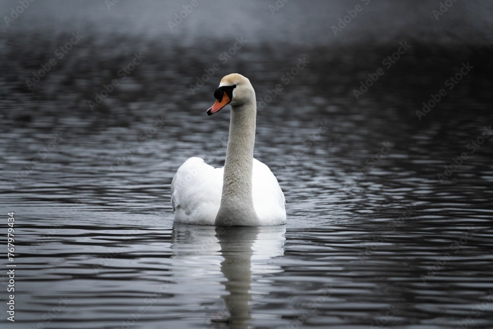 Fototapeta premium White swan swimming peacefully on a tranquil lake