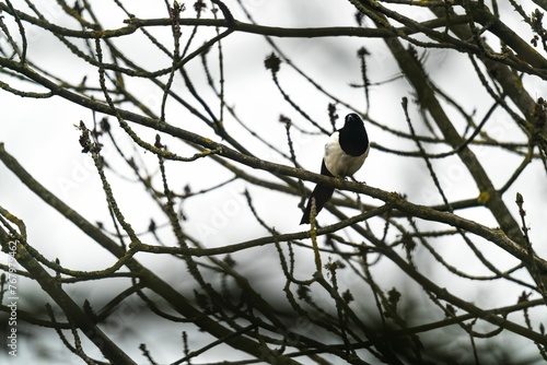 Closeup of a pigeon perched on a bare branch of a tree