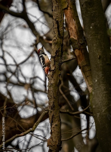Small middle spotted woodpecker perched on the tree trunk in a wooded area