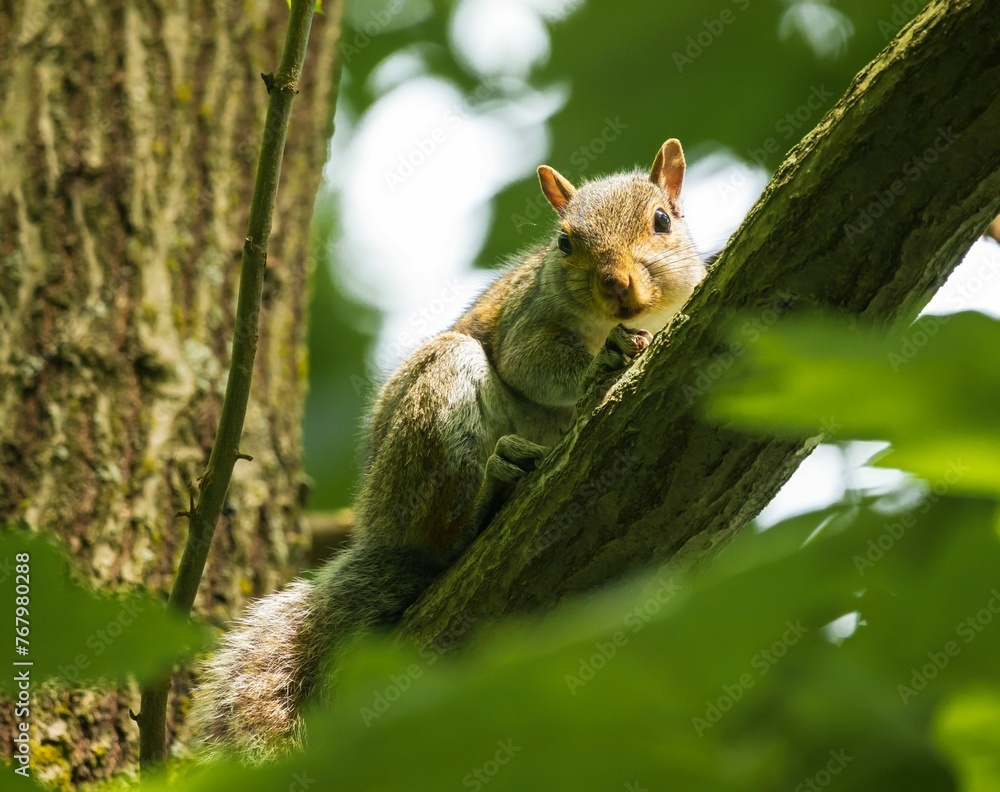 Curious squirrel on a lush green tree branch Curious squirrel on a lush green tree branch