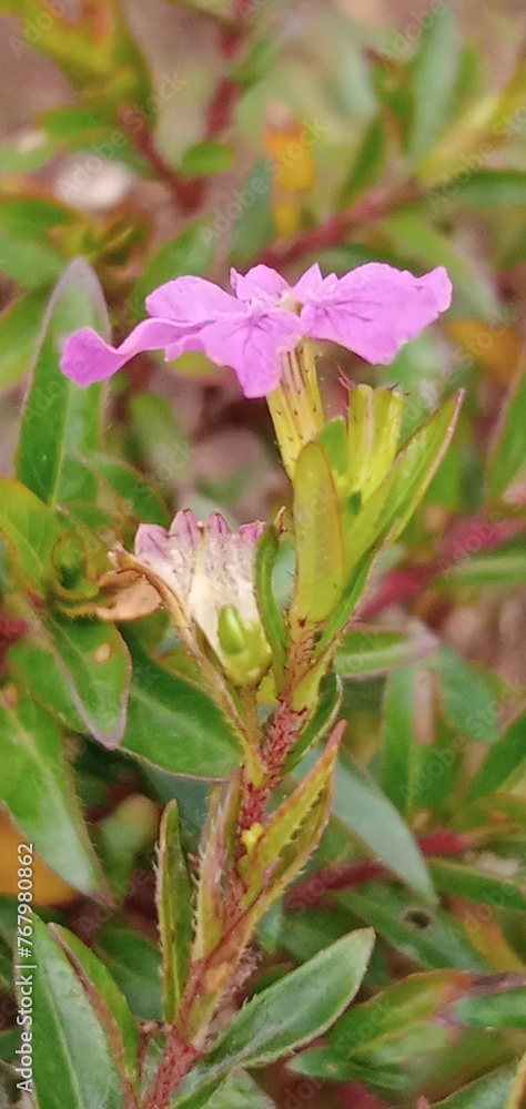Obraz premium pink and yellow flowers