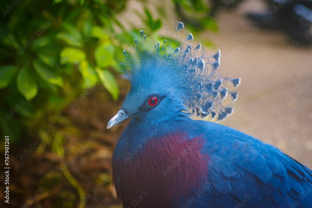 Close-up shot of a Victoria crowned pigeon on a blurred background Close-up shot of a Victoria crowned pigeon on a blurred background