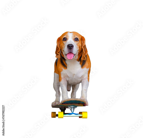Adorable Beagle dog riding on skateboard isolated on transparent background, png file © Prapat
