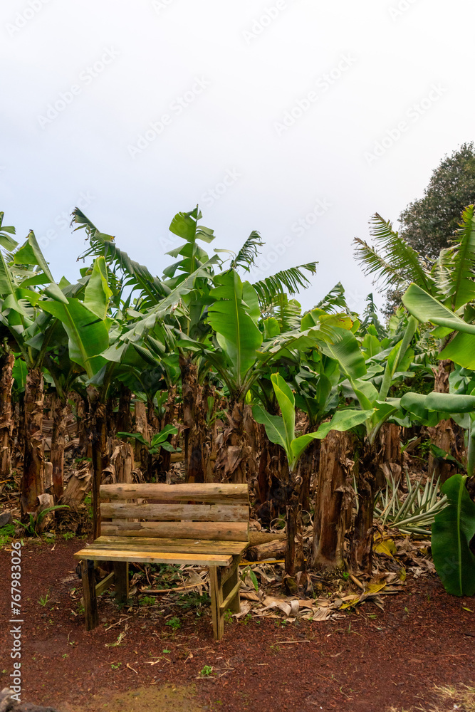 Wooden bench nestled amidst a lush banana grove, offering a serene spot for relaxation in nature's embrace. Wooden bench nestled amidst a lush banana grove, offering a serene spot for relaxation in nature's embrace.