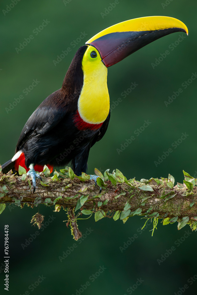 Obraz premium Wild Yellow-throated Toucan , Chestnut-mandibled (Ramphastos ambiguus swainsonii) Costa Rica, Central America - stock photo