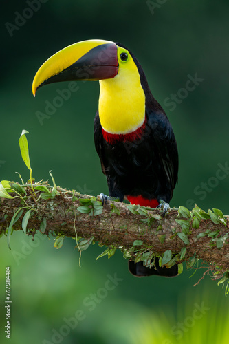 Wild Yellow-throated Toucan , Chestnut-mandibled (Ramphastos ambiguus swainsonii) Costa Rica, Central America - stock photo