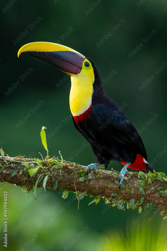Fototapeta premium Wild Yellow-throated Toucan , Chestnut-mandibled (Ramphastos ambiguus swainsonii) Costa Rica, Central America - stock photo