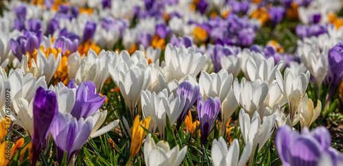 Crocus flowers on a spring day photo