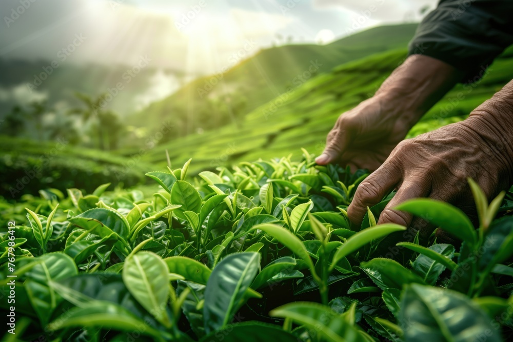 Hands of a tea picker at work among vibrant tea bushes with sunlight streaming over a misty landscape