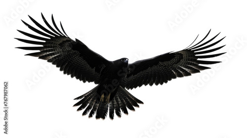 A large black bird flies gracefully through the air  showcasing its powerful wingspan and elegant flight