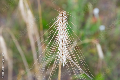 Ripe ear of wheat, against the background of a wheat field. Selective focus.