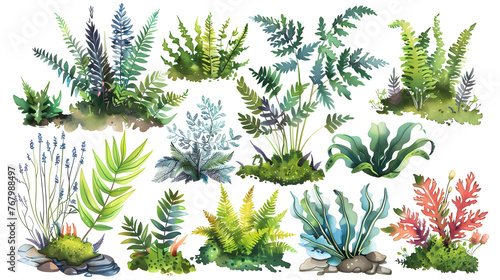 Watercolor collection of many different magical ferns and mosses isolated on white