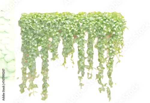 Obraz na płótnie home ivy geen vine wall ?rawling brick liana garden Decoration home climbing hanging w salonie
