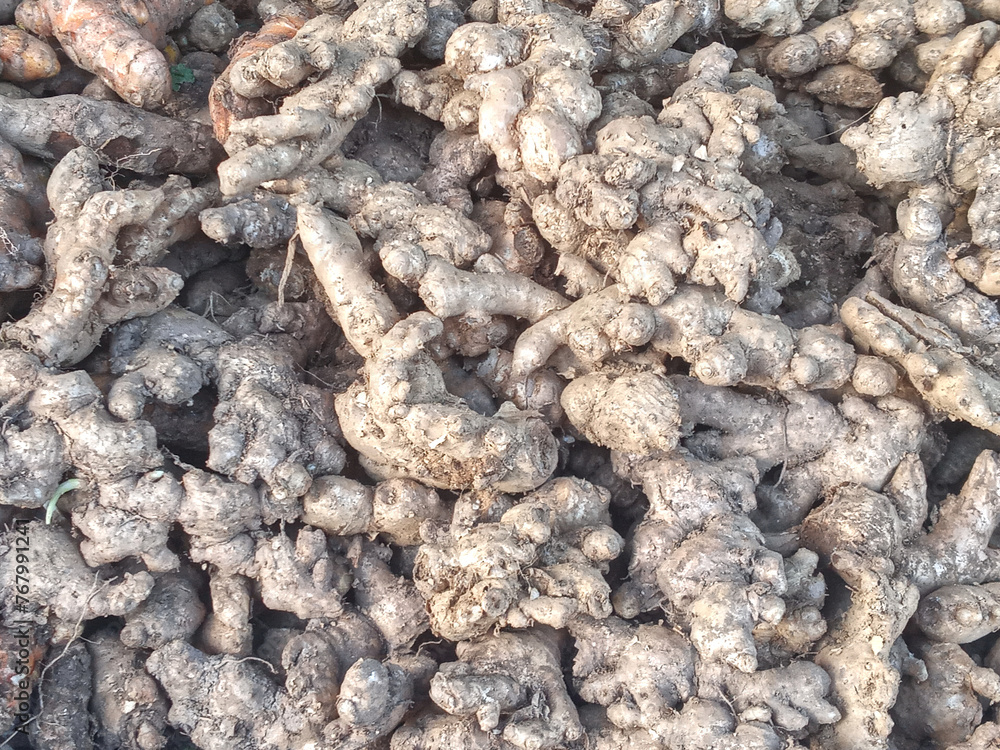 Ginger is the root of a plant that is used to flavour food. It has a sweet spicy flavour and is often sold in powdered form. Ginger is the root of a plant that is used to flavour food. It has a sweet spicy flavour and is often sold in powdered form.