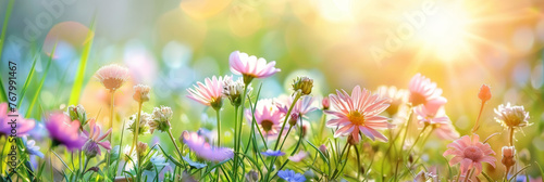 Beautiful spring meadow background with grass, flowers and butterflies on a sunny day. pink daisies and a purple butterfly in the sunlight. Spring concept banner design. Easter day. © Planetz