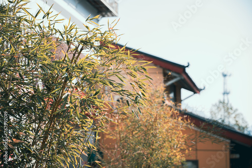 Wallpaper Mural Bamboo Torontodigital.ca