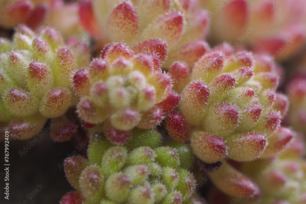 detalle de cactus en fotografía macro detalle de cactus en fotografía macro