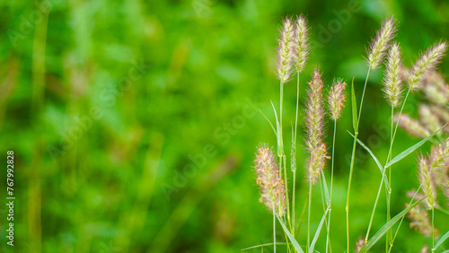 A tranquil close-up shot of a delicate foxtail grass spikelet  beautifully backlit by soft  natural light. green foxtails with green blur background.