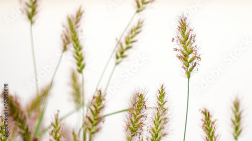 A tranquil close-up shot of a delicate foxtail grass spikelet, beautifully backlit by soft, natural light. green foxtails with green blur background.