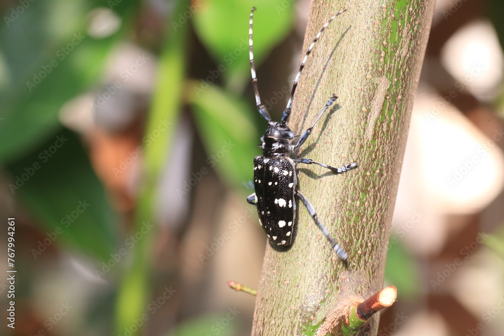 Anoplophora chinensis, the citrus long-horned beetle, is a long-horned beetle native to Japan, China, Korea, Taiwan and Southeast Asia. Anoplophora chinensis, the citrus long-horned beetle, is a long-horned beetle native to Japan, China, Korea, Taiwan and Southeast Asia.