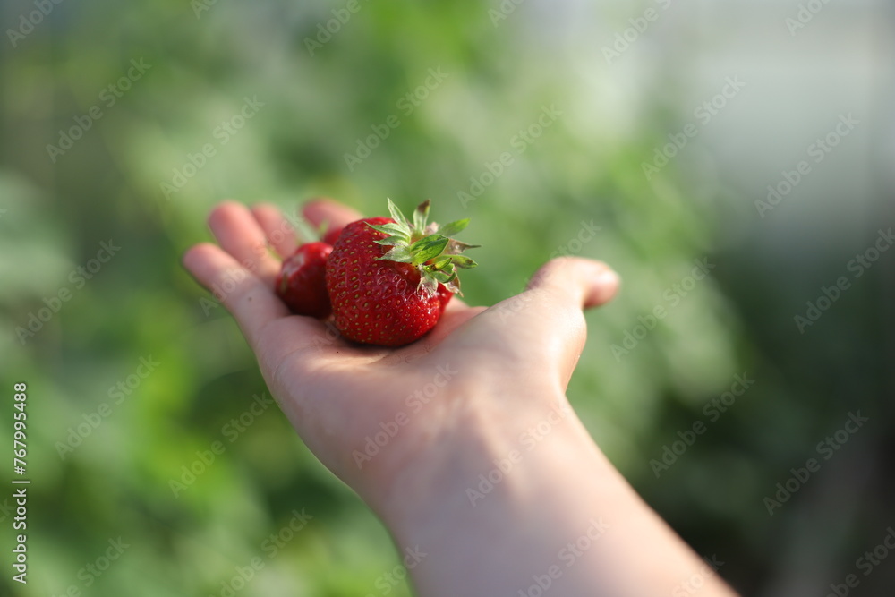 Obraz premium strawberry 