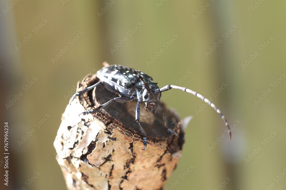 Anoplophora chinensis, the citrus long-horned beetle, is a long-horned ...