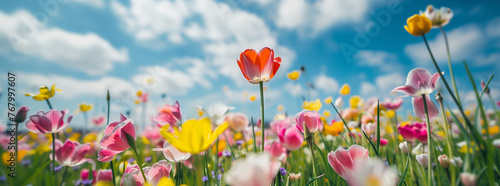 Tulip Field Panorama - Various Varieties