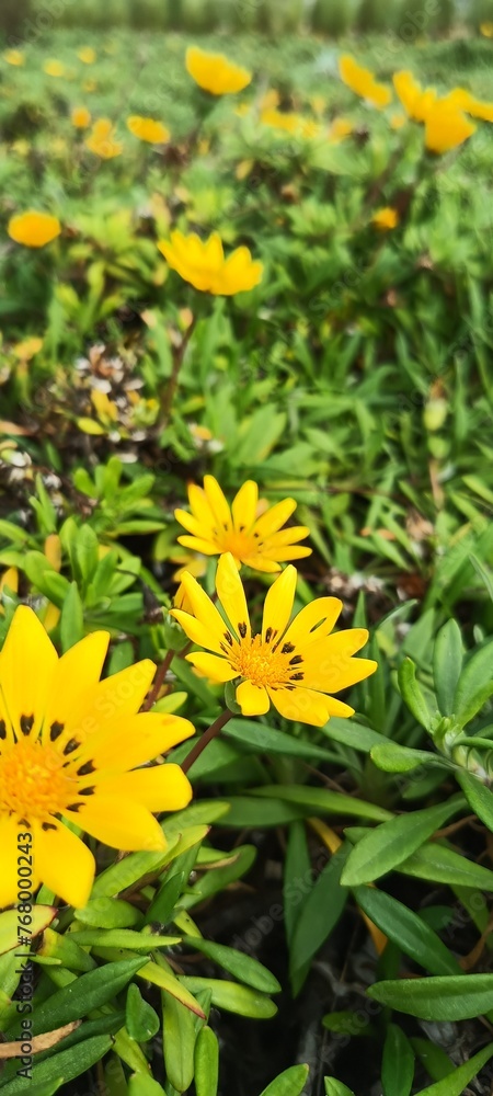 yellow flowers in the garden yellow flowers in the garden