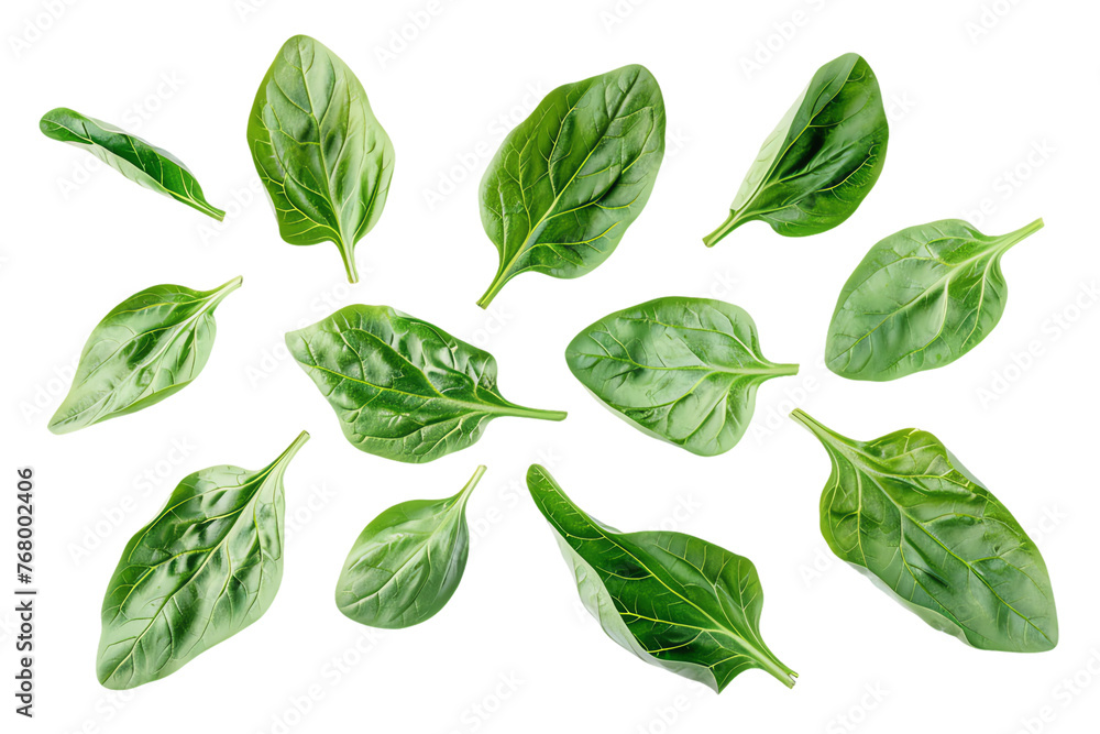 Fresh green leaves, isolated Fresh green leaves, isolated