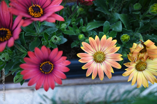 Macro stupendo fiore della famiglia gerbera con grandi petali giallo e rosso 