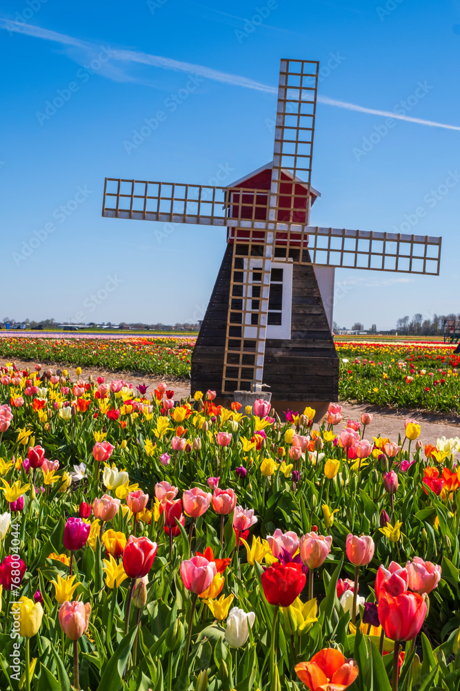 The symbols of the Netherlands are the many windmills in the country and the tulips