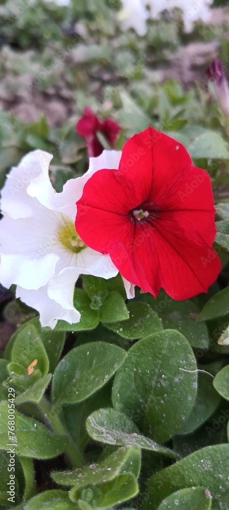 flower
flower