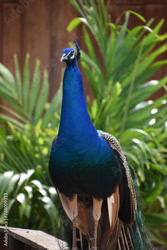 Blue Peacock Standing Up Tall with Plummage Down