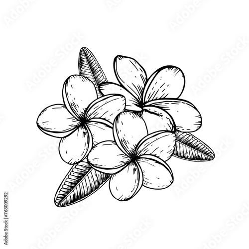 Tropical composition of vector plumeria flowers illustration on isolated background. Beautiful botanical hand painted linear exotic frangipani. For designers, spa decoration, postcards, wedding