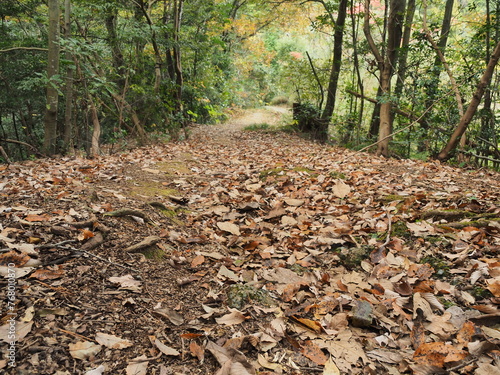 枯葉に覆われた山道 © ohira02