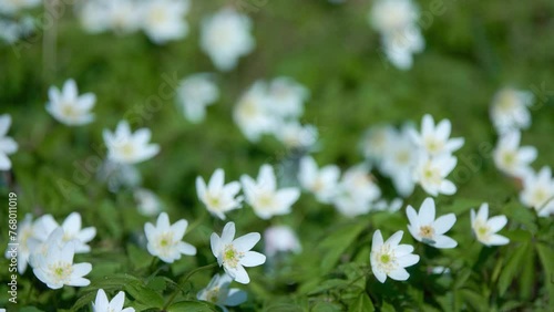 Anemonoides (Anemone) nemorosa, wood anemone, is early-spring flowering plant in buttercup family Ranunculaceae. Windflower, European thimbleweed, and smell fox, allusion to musky smell of leaves. photo