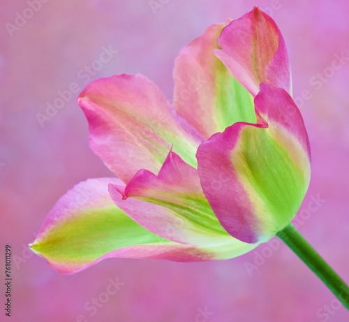 Greenland Tulip