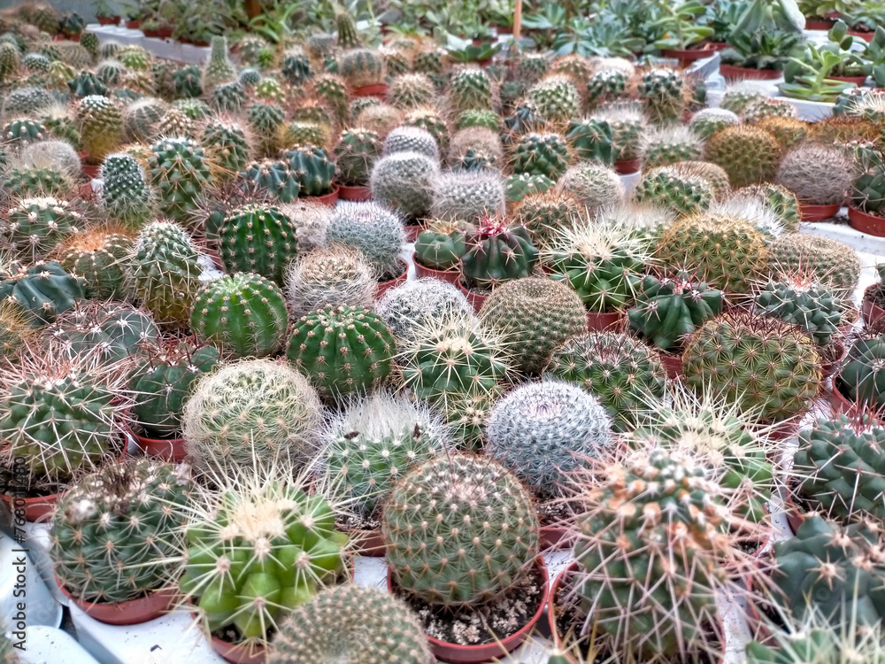 many Captus (cactaceae) of different species on a surface. many Captus (cactaceae) of different species on a surface.