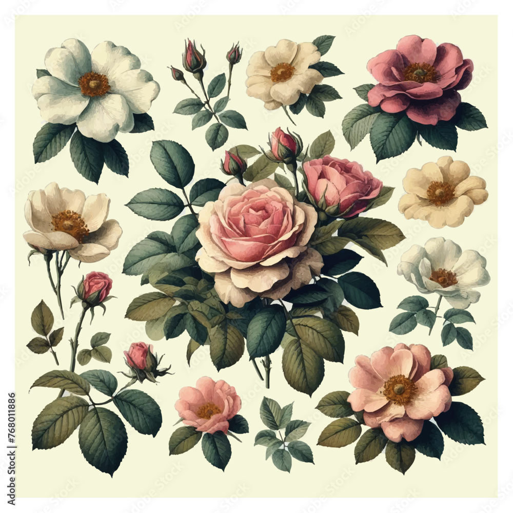 Vintage Botanical Wild Rose Vector Illustration Set