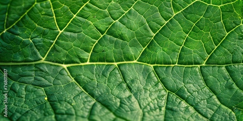 close up of a green leaf top view