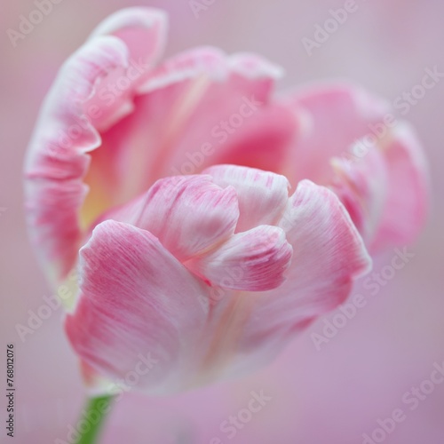Painterly Silver Parrot Tulip
