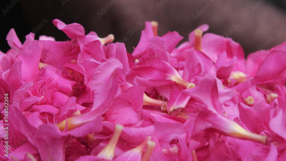 Beautiful pink oleander flowers displayed in a flower shop