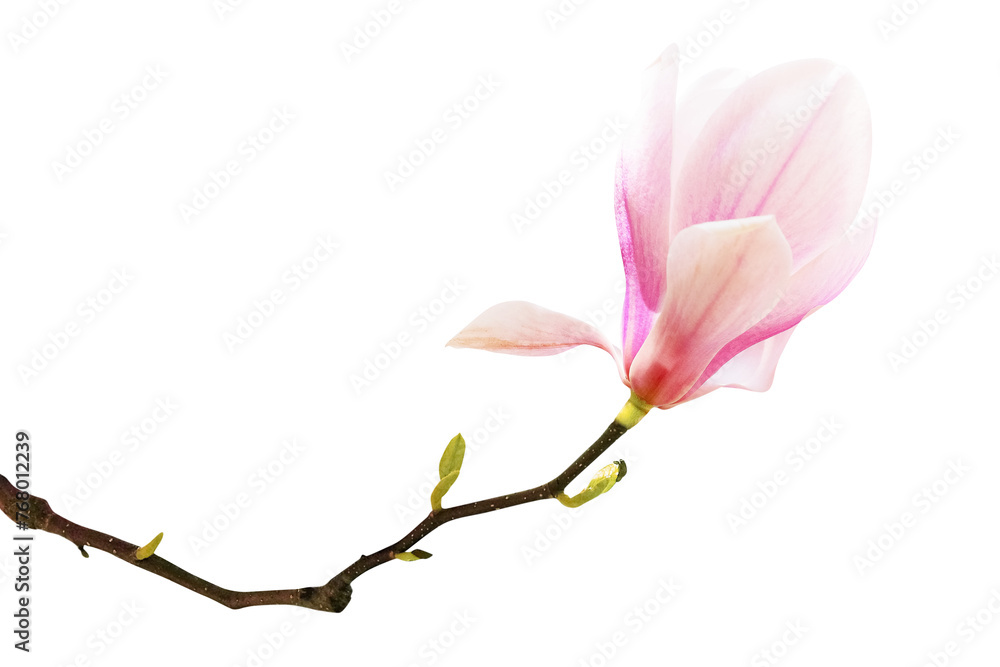 Naklejka premium Pink Magnolia Flower