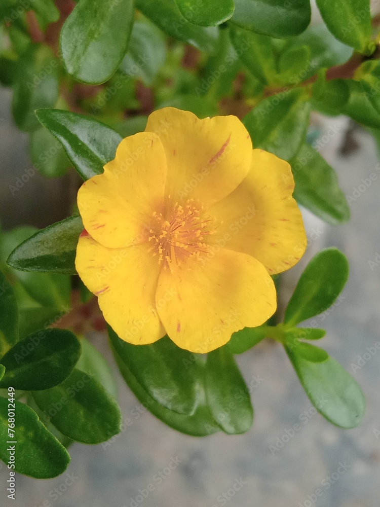Naklejka premium yellow rose in the garden