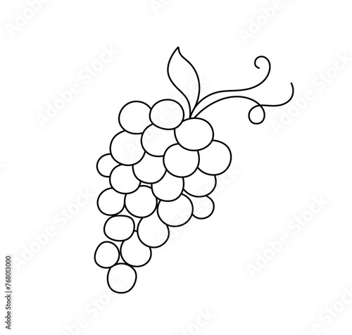 Vector isolated one single bunch of grapes colorless black and white contour line easy drawing