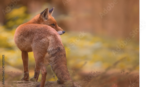 View of a beautiful furry fox in the forest, Spanish fox (vulpes vulpes), ranimal, outdoors, wilderness, photogaphy, cute, Gerenerative ai photo