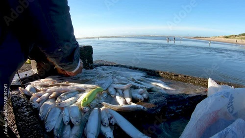 pescador limpando peixe em bancada na beira do rio e bando de aves silvestres aguardando oferta de peixes para se alimentar, ecologia, pesca artesanal photo