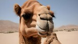 A Camels Nostrils Flaring As It Takes In The Dese
