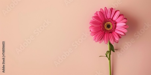 beautiful vivid spring flower minimalistic arrangement, against simple pastel beige background 